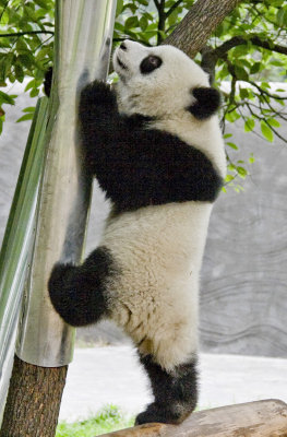Young Panda
