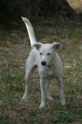 Snowy, the lovable Vassiliki beach dog, was tragically killed in a road accident 2008-05-19 046a.JPG