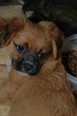 Bugsy found a home, but, sadly suffered a heart attack and died DSC_4609.JPG