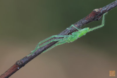 Green Crab Spider.jpg