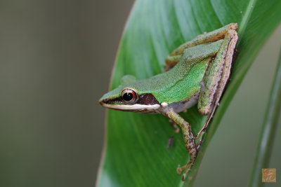 Copper-Cheeked-Frog.jpg