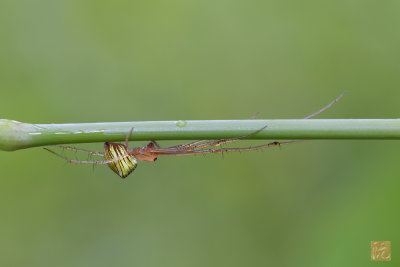 Big-Jawed Spider.jpg
