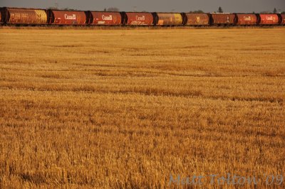 Stubble Hoppers