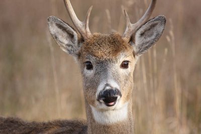 Whitetails of Michigan