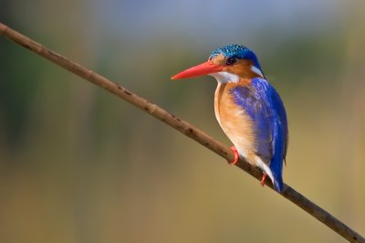 Botswana Birds