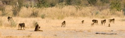 Botswana Wildlife