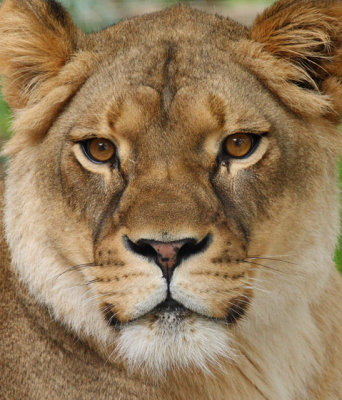 Lioness1 cropped