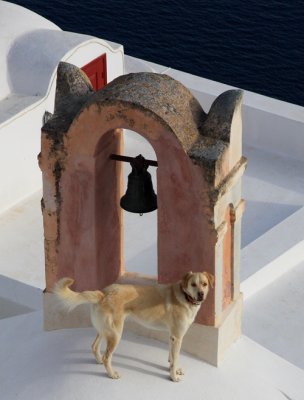 Oia dog2 email.jpg