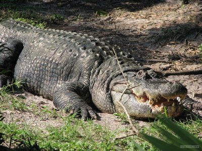 Busch Gardens Tampa Bay