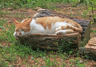 IMG_3439 Lazy cat on the log