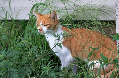 IMG_3631  'Hiding  in the grass' 8-8-08  - World in Pictures Day VIII