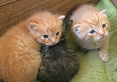 Kittens .....