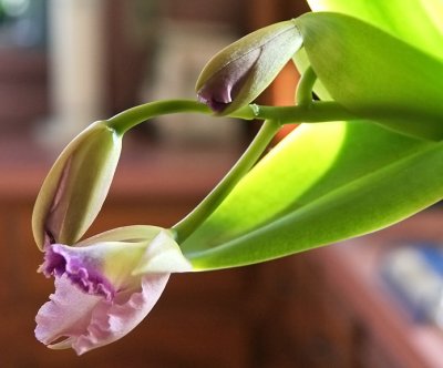 Orchid.... beginning bloom