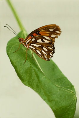 Butterfly on Leaf