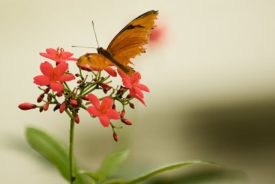 Butterfly Heliport