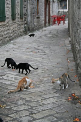 Hungry habitants of Kotor