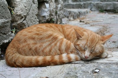 Cats of Montenegro