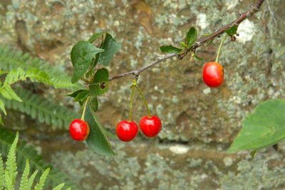 Canons Ashby Jul08 (0003).jpg
