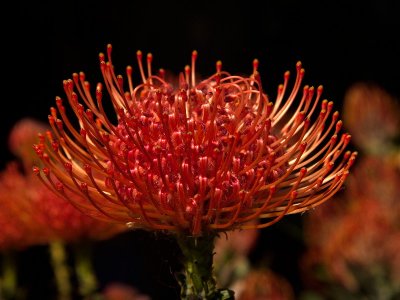 Waratah - Telopea Speciosissima
at Tilba