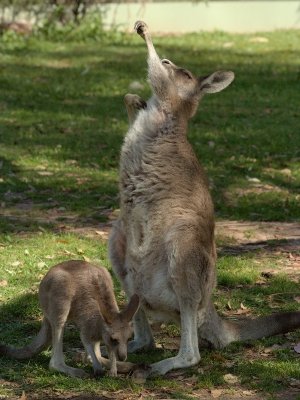 At oz.e.wildlife animal sanctuary near Lavington
Eastern Grey Kangaroo

Having a good scratch!