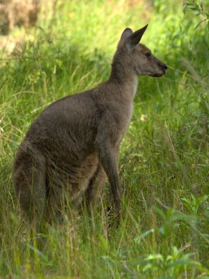 At Euroka Clearing
Eastern Grey Kangaroo