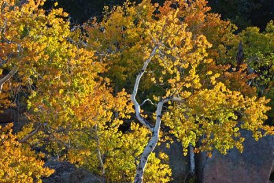20060922-_IGP4302-aspenEdit.jpg
