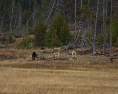 WILDLIFE AND SCENERY