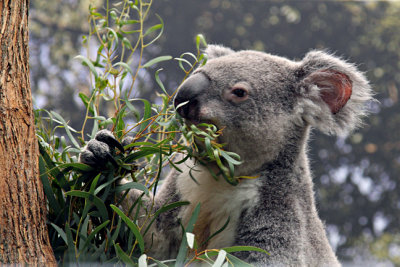 Koala s  7-25-2008 DPP.jpg