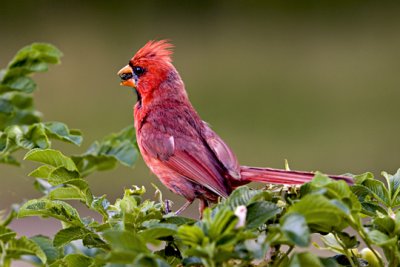 Cardinal eats bug s  8-07-08.jpg