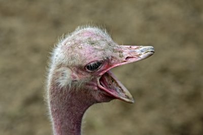 Ostrich head s  8-07-08.jpg