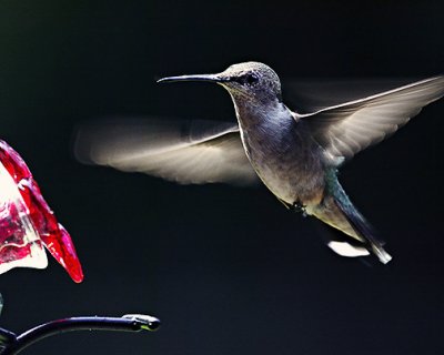 H-Bird DPP Swan Dive s .jpg