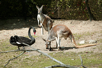 Kangaroo - Black Swan s  .jpg