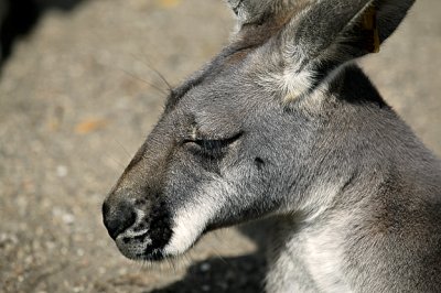 Kangaroo Head shot s  .jpg