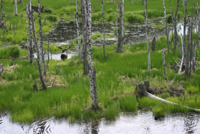 Moose near Willow, AK