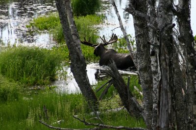 Moose up close
