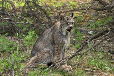 linx-01.jpg