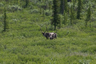 Caribou-01.jpg