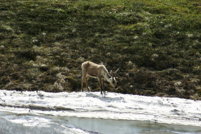 Caribou-03.jpg