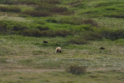 grizzly and cubs-01.jpg