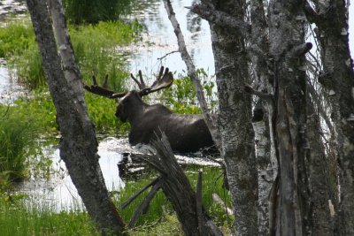 moose-01.jpg