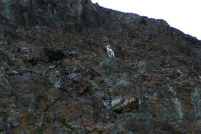 dall sheep-01.jpg