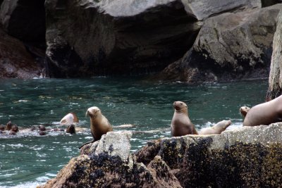 seals-01.jpg