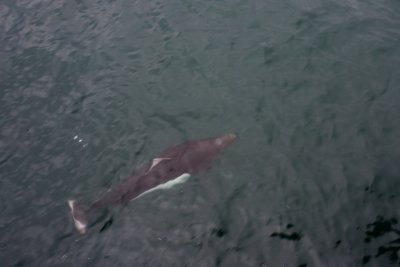 dall porpoise-01.jpg