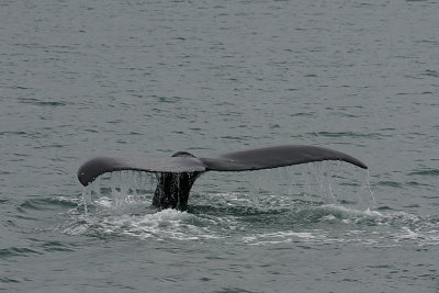 humpback-01.jpg