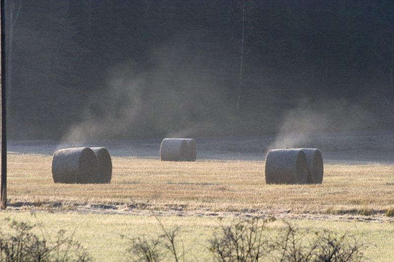 misty morning