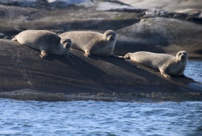 Seals