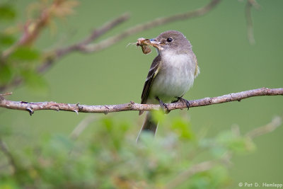 Flycatcher and moth