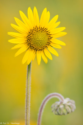 Sunflower on yellow