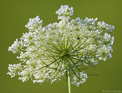 Blooming lace