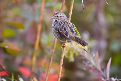 Sparrow on color